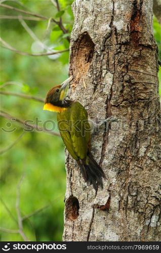 Greater Yellownape (Chrysophlegma flavinucha) bird in nature