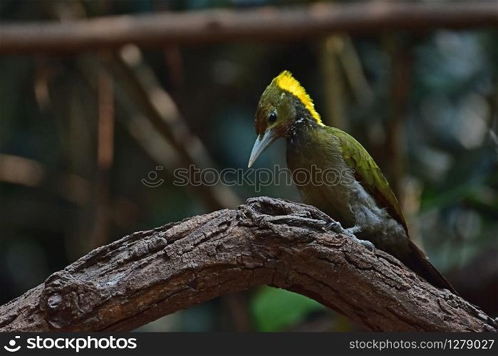 Greater yellownape (Chrysophlegma flavinucha), perched on a tree log in forest