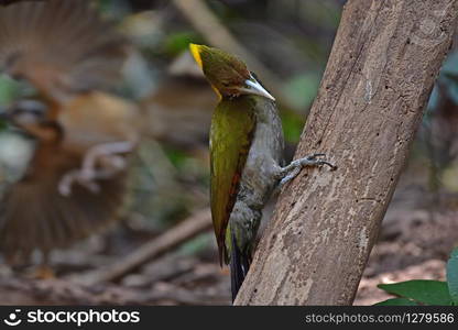 Greater yellownape (Chrysophlegma flavinucha), perched on a tree log in forest