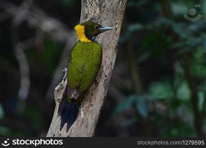Greater yellownape (Chrysophlegma flavinucha), perched on a tree log in forest
