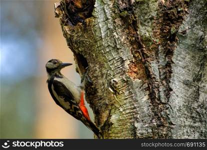 Greatter spotted woodpecker (Dendrocopos major) sits on an old birch tree at the entrance to its nest