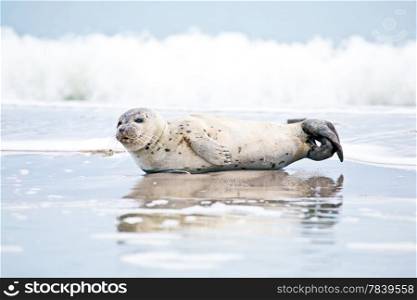 Greay seal at the beach
