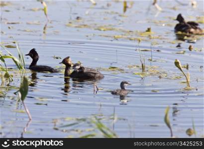 Grebe with Babies chicks in pond in Saskatchewan Canada