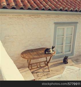 Greece cat