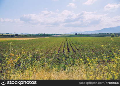 Greek Republic. Cotton fields and mountains, grass and trees.12. Sep. 2019.