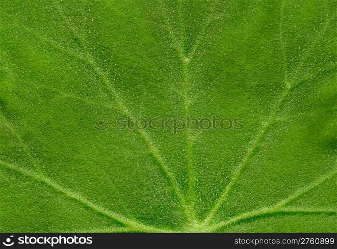 Green a leaf texture, macro. Abstract background