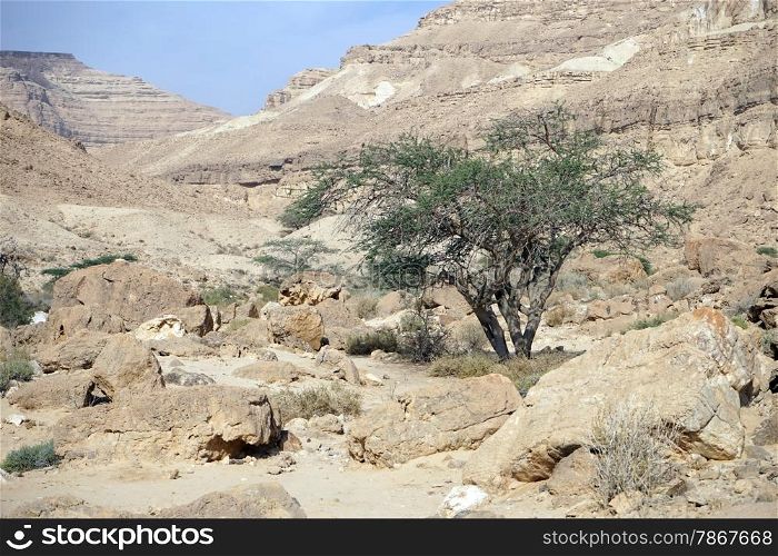 Green acacia tree in Makhtesh Latan crater in Negev desert in Israel