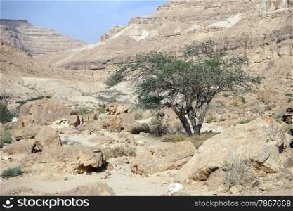 Green acacia tree in Makhtesh Latan crater in Negev desert in Israel