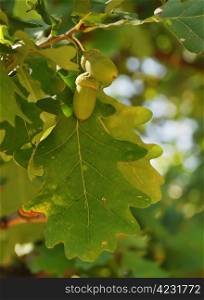 Green acorns on the oak tree. Acorns