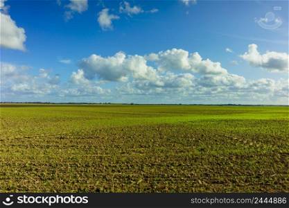 Green Agricultural Farm Field with Blue Sky and White Clouds in the Background, Grassland, Country Meadow Landscape,  World Environment Day Concept, Natural Background, Backdrop