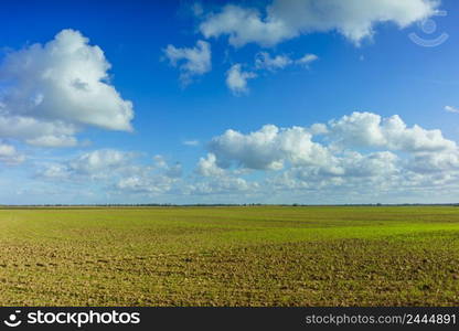 Green Agricultural Farm Field with Blue Sky and White Clouds in the Background, Grassland, Country Meadow Landscape,  World Environment Day Concept, Natural Background, Backdrop