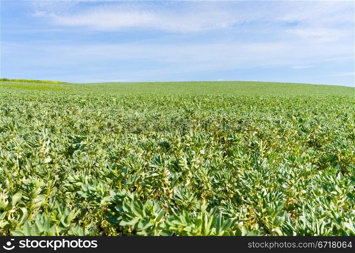 green agricultural field under blue sky in France