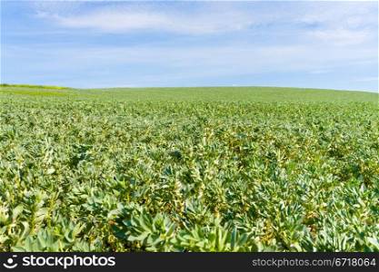 green agricultural field under blue sky in France