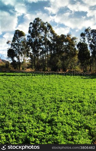 Green Alfalfa or Lucerne Field Under Irrigation