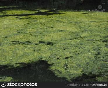 green algae in a pond. green algae floating on the water surface of a pond
