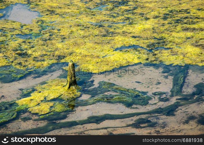 Green algae on the lake