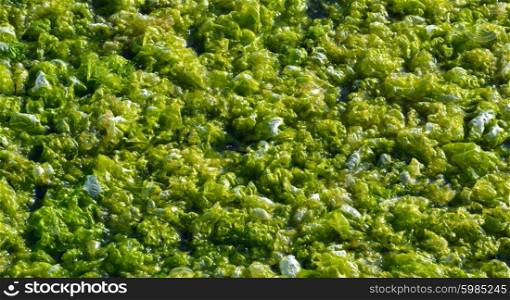 Green algae on the surface of the water in the marine estuary