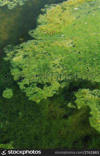 green algae swamp background