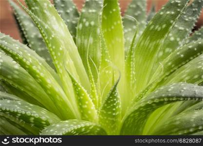 green aloe plant abstract against grunge wood