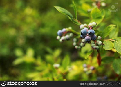 green and blue blueberries growing in summer. Northern blueberry bush, Vaccinium boreale, cultivated in organic household. green and blue blueberries growing in summer. Northern blueberry bush, Vaccinium boreale, cultivated in organic household.