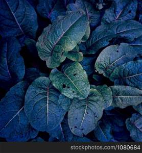 green and blue plant leaves textured in autumn, blue background