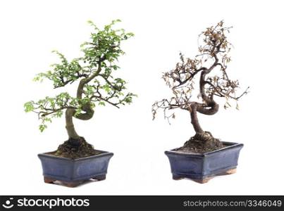 green and death bonsai tree Isolated on white background