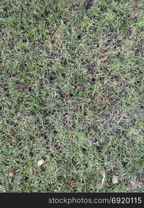 Green and dry grass. Summer day . View from above .. Green and dry grass. Summer day . View from above . Texture for the background.