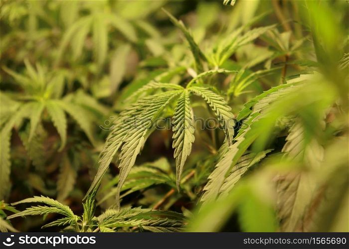 Green and fresh leaf of CBD marihuana indoor. Hybrid, mostly indica. Legal grow.. Leaf of CBD hemp indoor