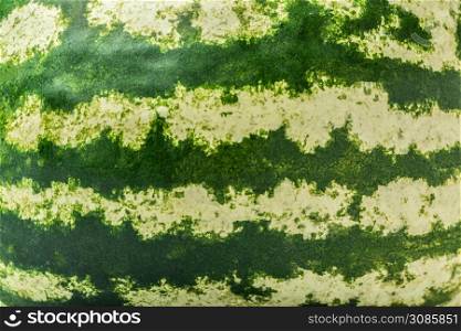 Green and fresh striped watermelon skin background. Striped watermelon background