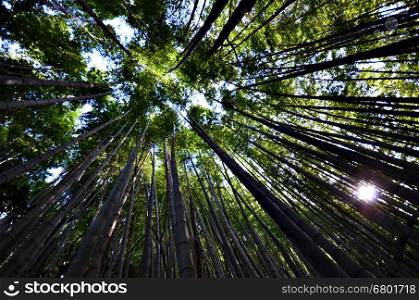 Green and natural bamboo forest with morning sunlight