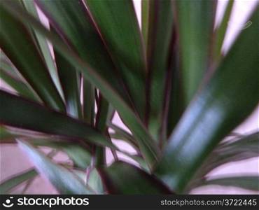 Green and purple. Green leaves with purple edges and a pink background