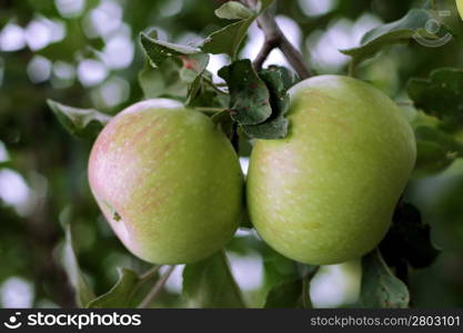 Green and red apple hanging on tree