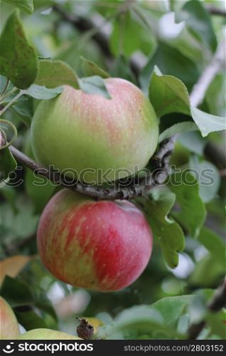 Green and red apple hanging on tree