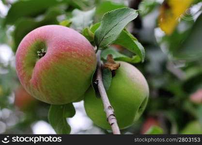 Green and red apple hanging on tree