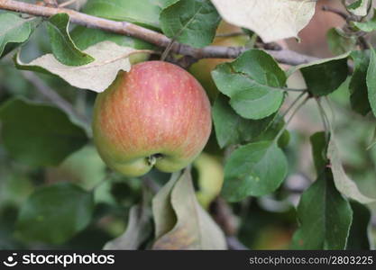 Green and red apple hanging on tree