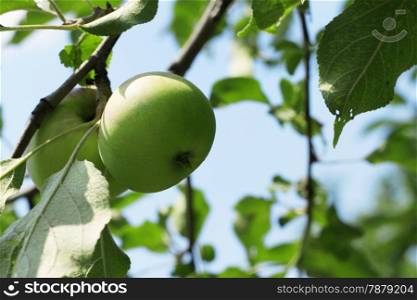 Green And Red Apple Hanging On Tree against blue sky