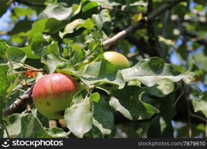 Green And Red Apple Hanging On Tree against blue sky