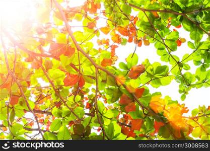Green and red leaves with sunlight and flare. Fresh nature background.