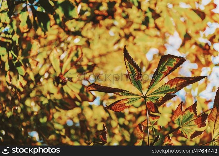 Green And Yellow Autumn Leaves