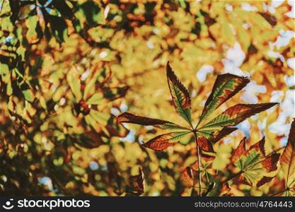 Green And Yellow Autumn Leaves