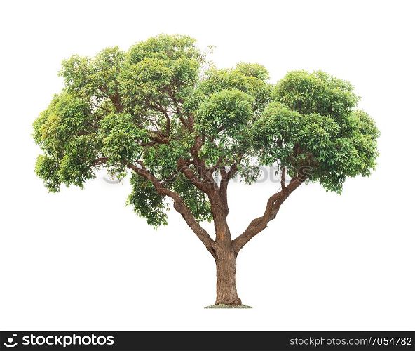 Green and yellow beautiful big tree isolated on white background