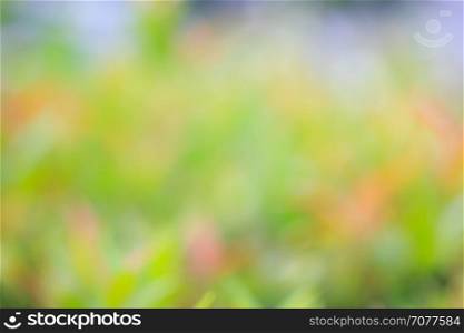 Green and yellow flower bush background. This is green bush and flower that is blurred by camera.