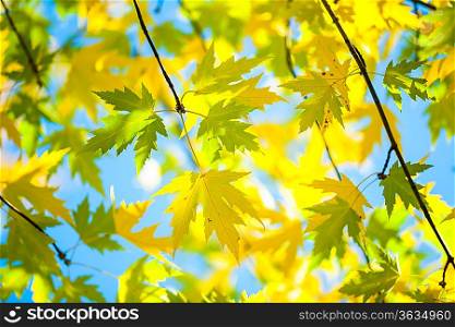green and yellow leafage