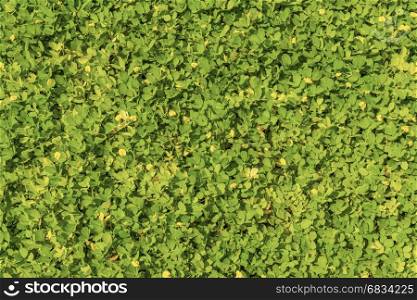 Green and yellow leaves as background