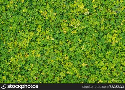 Green and yellow leaves as background