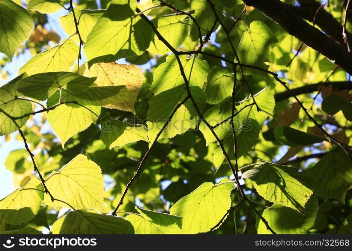 Green and yellow leaves in early autumn