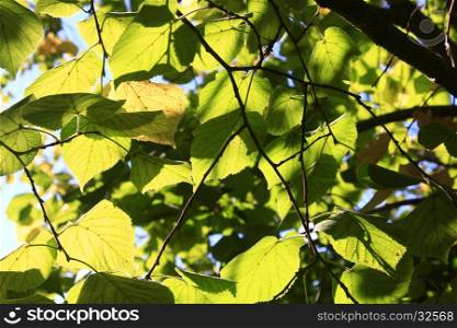 Green and yellow leaves in early autumn