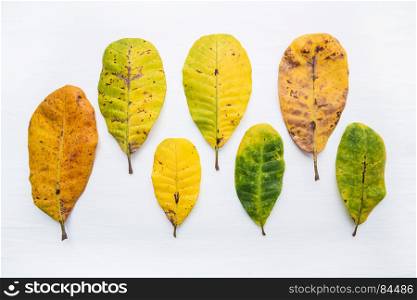 Green and yellow leaves of Cashew on white background. isolate