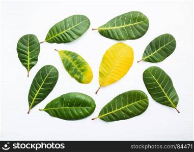 Green and yellow leaves of Cashew on white background. With copy space. isolate
