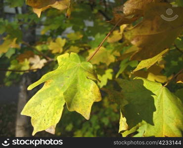 Green and yellow leaves on the autumn tree